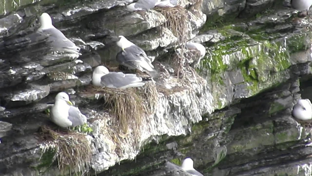 Kittiwake