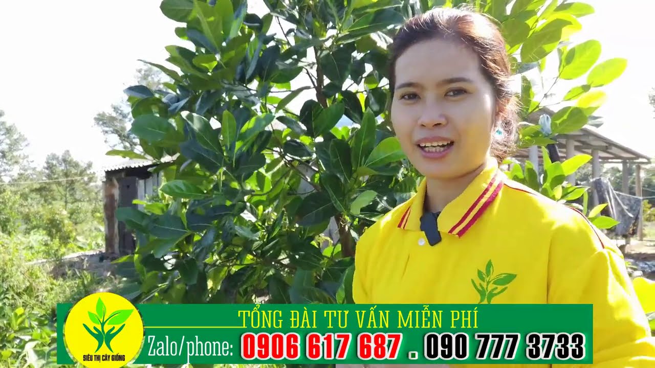 Tỉa cành, BÓN PHÂN Mít để làm trái để nuôi cây PHÁT TRIỂN MẠNH - KỸ THUẬT TRỒNG MÍT