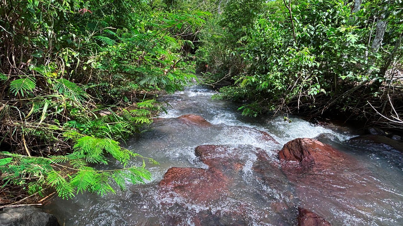 Goodbye Insomnia with Soothing Powerful Water Sounds from Fast Flowing River in a Quiet Forest