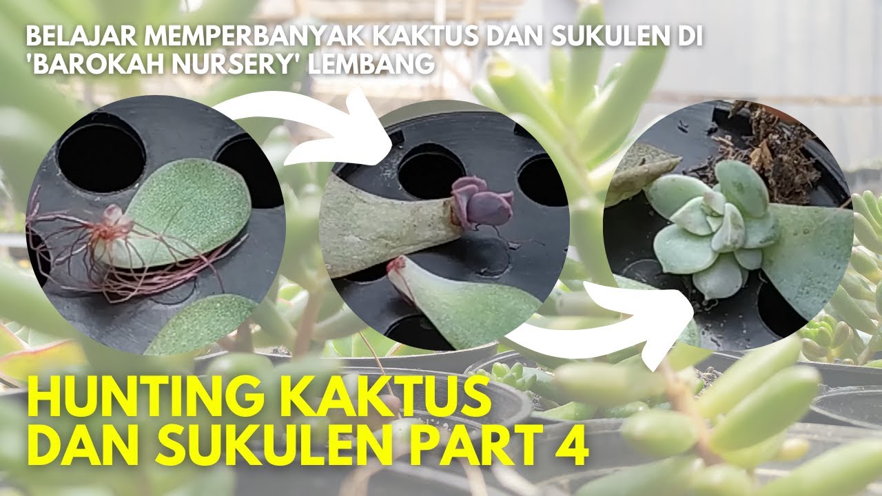 Belajar Cara Ganti Pot Sukulen Kaktus Euphorbia di Barokah Nursery Lembang Bandung