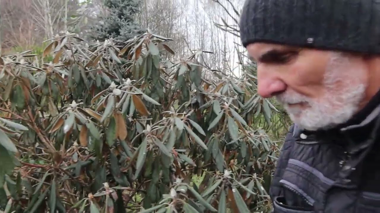 Jak zabezpieczyć rododendrony przed zimą?