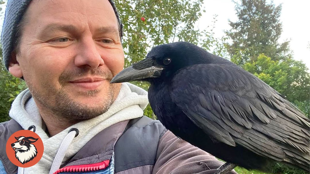 This Wild Crow Visits His Rescuer Every Day For Coffee