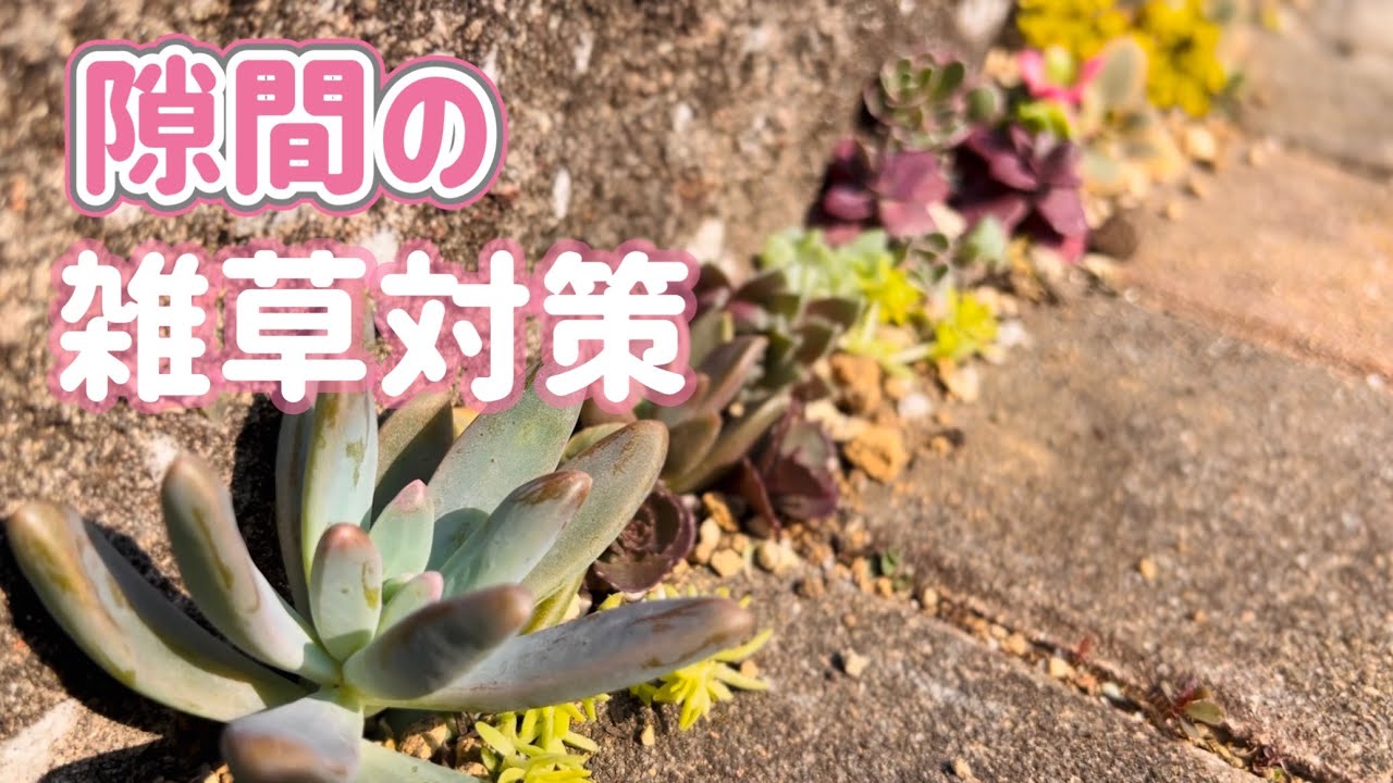 お湯と多肉で隙間の雑草対策をしたら楽ちんなうえに可愛かった