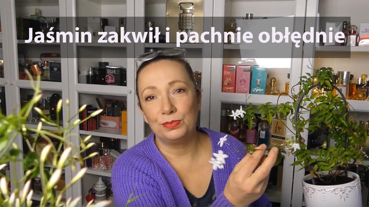 Jak uprawiam jaśmin?