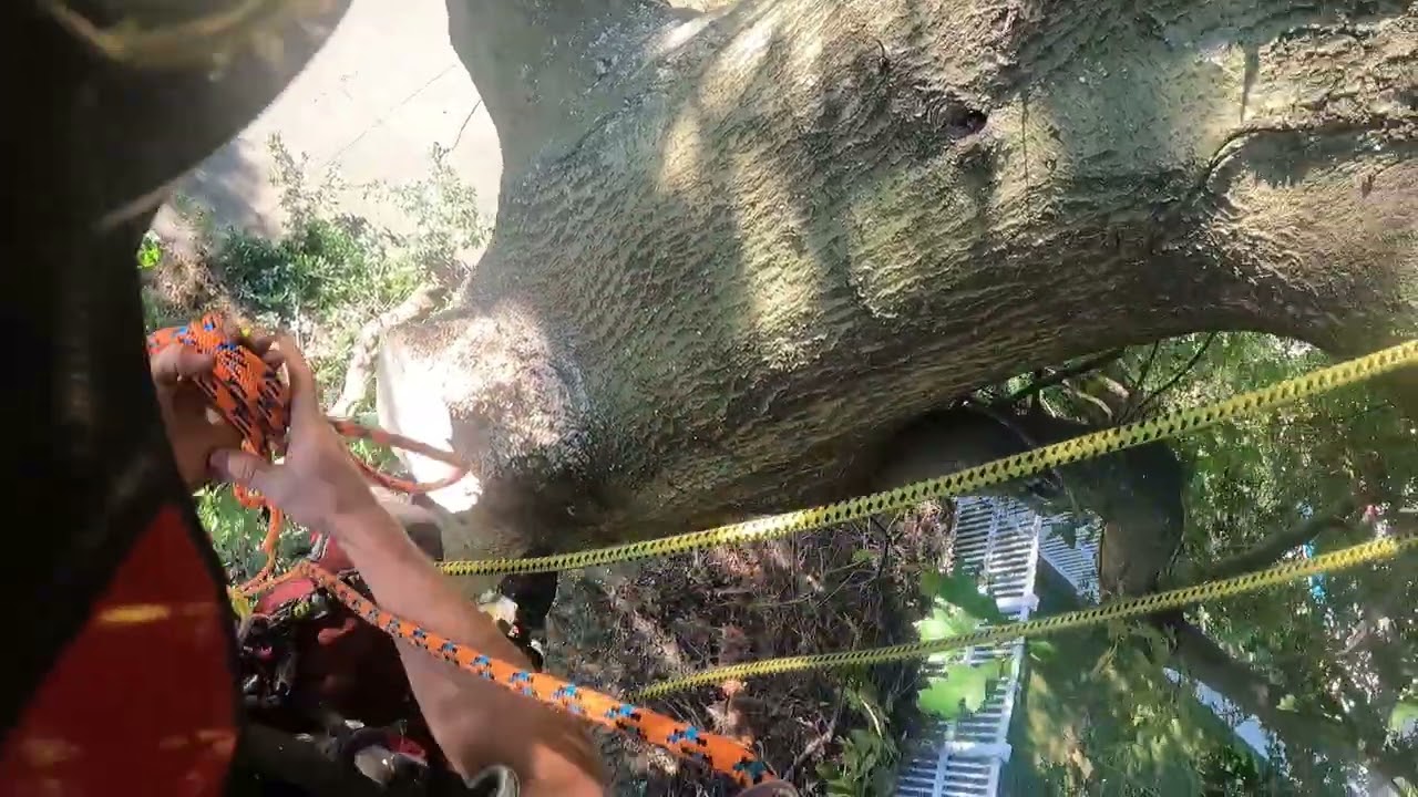 cut down pin oak tree and wild cherry