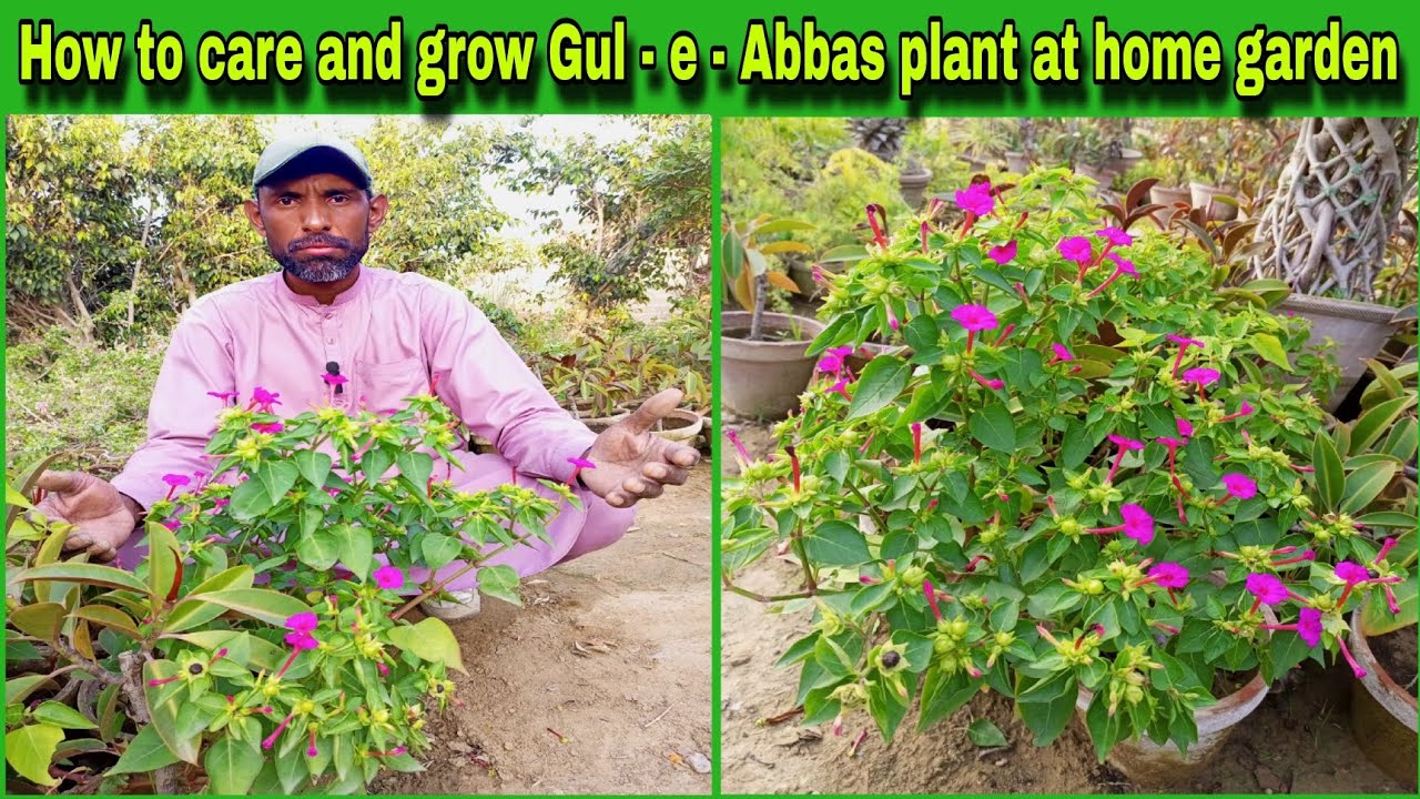 How to care and grow Gul - e - Abbas plant at home garden 🌱most informative video @WAGardner