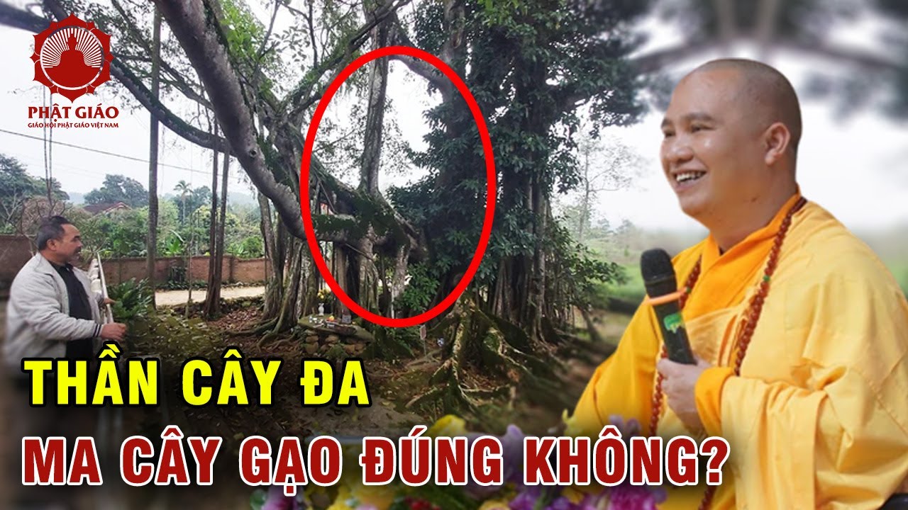 Thần cây đa ma cây gạo có đúng không? Thầy Thích Đạo Thịnh trả lời vấn đáp | Phật giáo Việt Nam