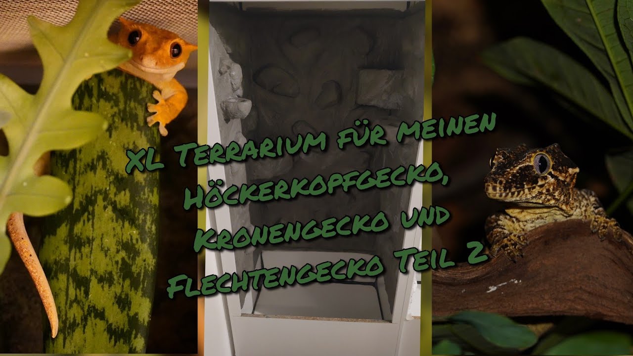 XL Terrarium für meinen Höckerkopfgecko, Kronengecko und Flechtengecko Teil 2