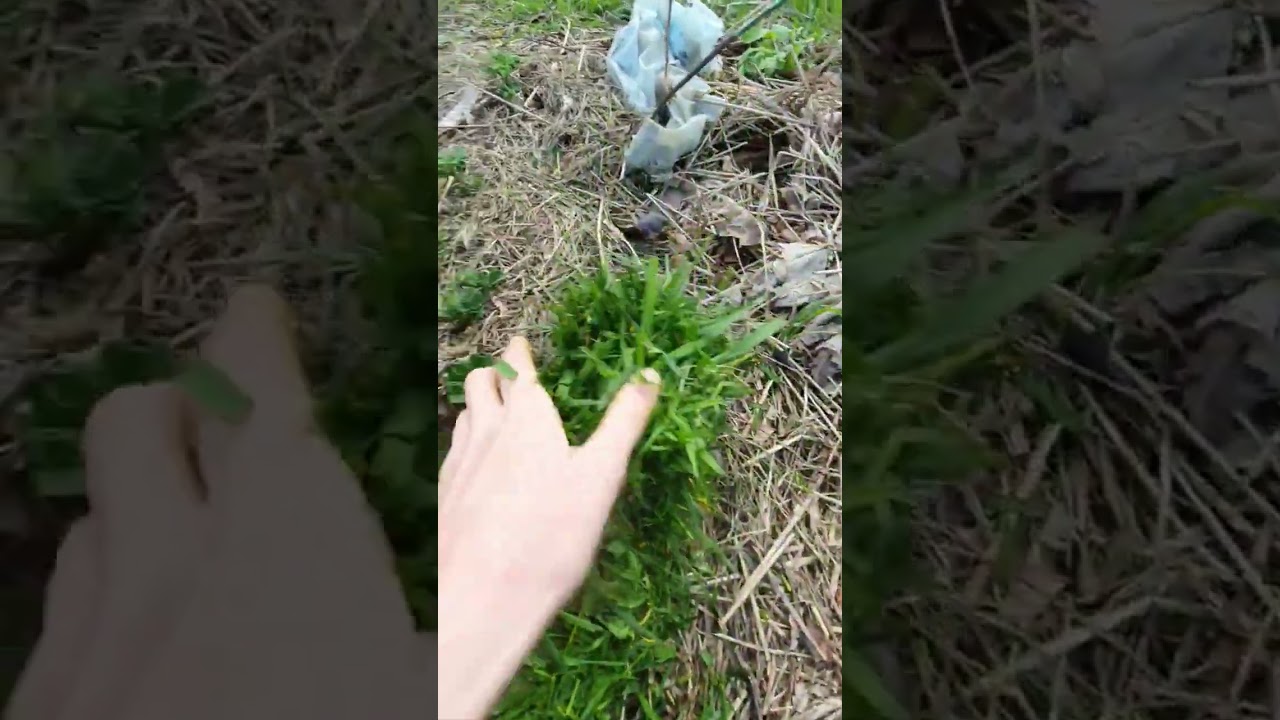 Обожаю Сорняки! Я тебя Укутаю  Зелёным Одеялом Картошечка)