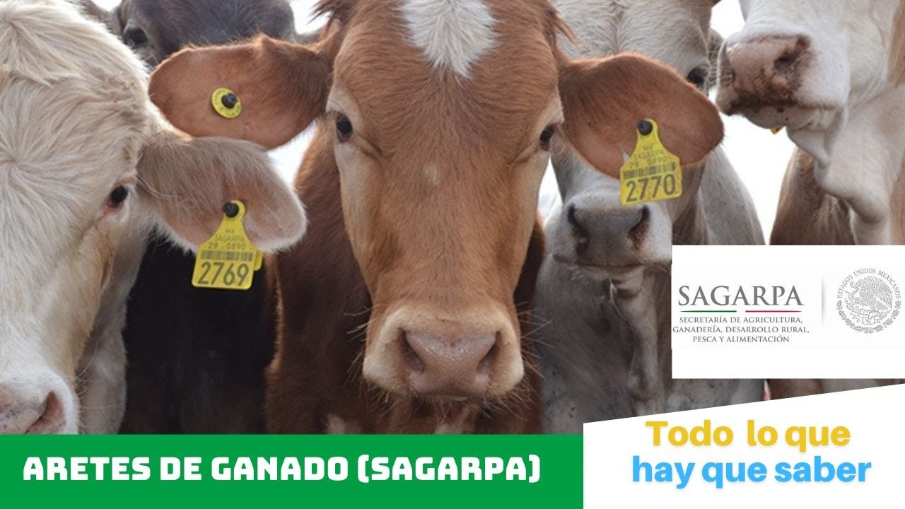 ¡TODO lo que hay que SABER! | ARETES de ganado de la SECRETARÍA de AGRICULTURA de MÉXICO🐮🟡🇲🇽