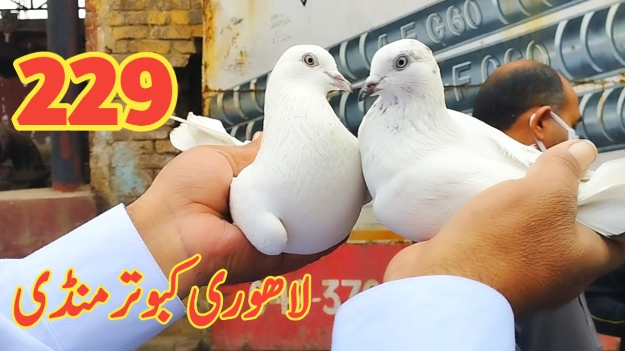 229) lari ada kabootar mandi || lahore big birds market || کبوتر منڈی | @amjadaliofficial528
