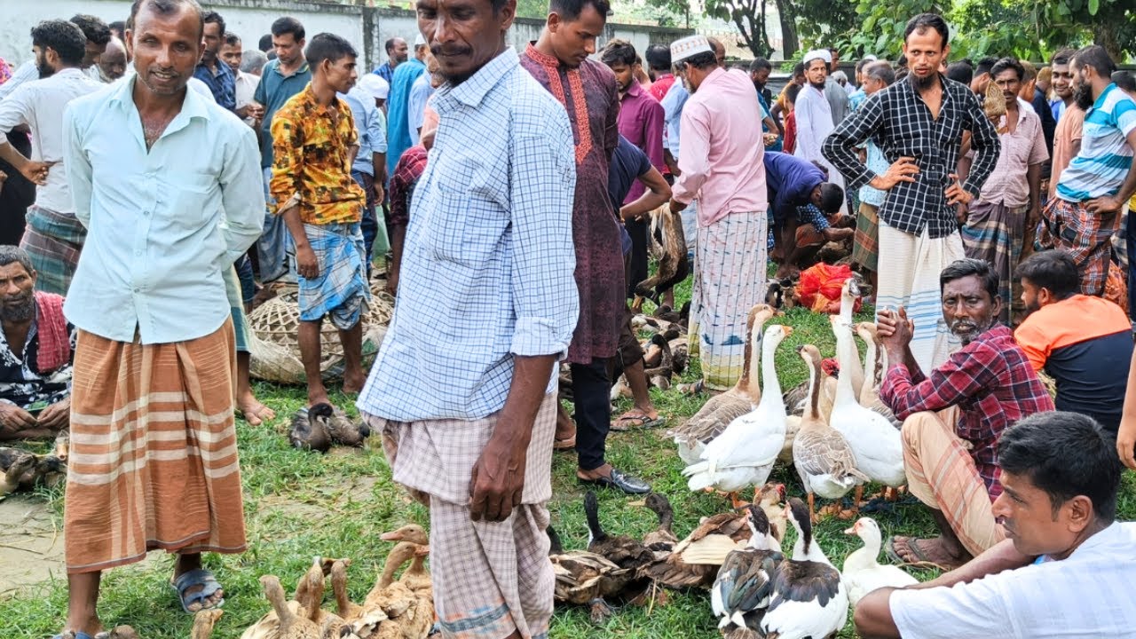 চীনা হাঁস এবং দেশি মুরগি ধামাকা! আজকের তিনানীর হাঁস মুরগির হাট ২০২৩