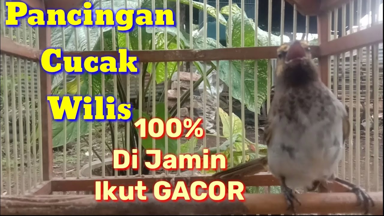 Pancingan Gacor Cucak Wilis/Rengganis Untuk Cucak Wilis Malas Bunyi