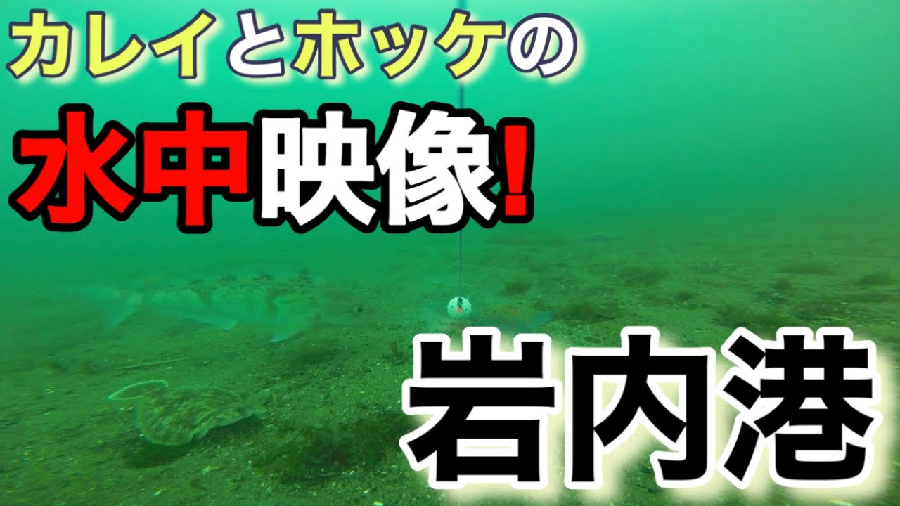 【水中映像】日本海 岩内港 カレイとホッケの水中映像