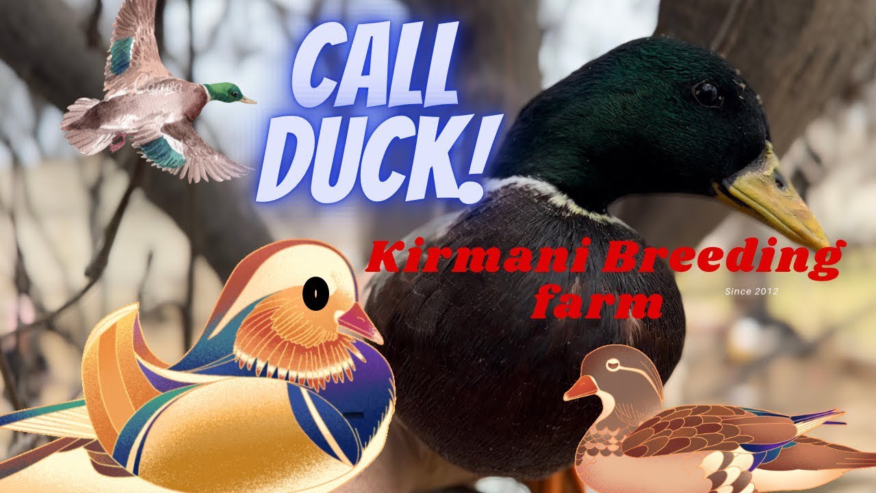 Call Ducks and other Beautiful ducks at Kirmani Breeding farm
