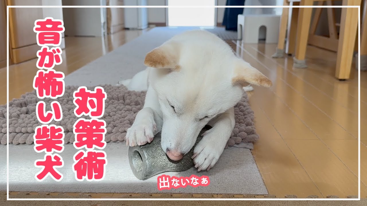 電子レンジの怖い音対策で震えていた柴犬に行動診療の先生の方法を実践した記録！