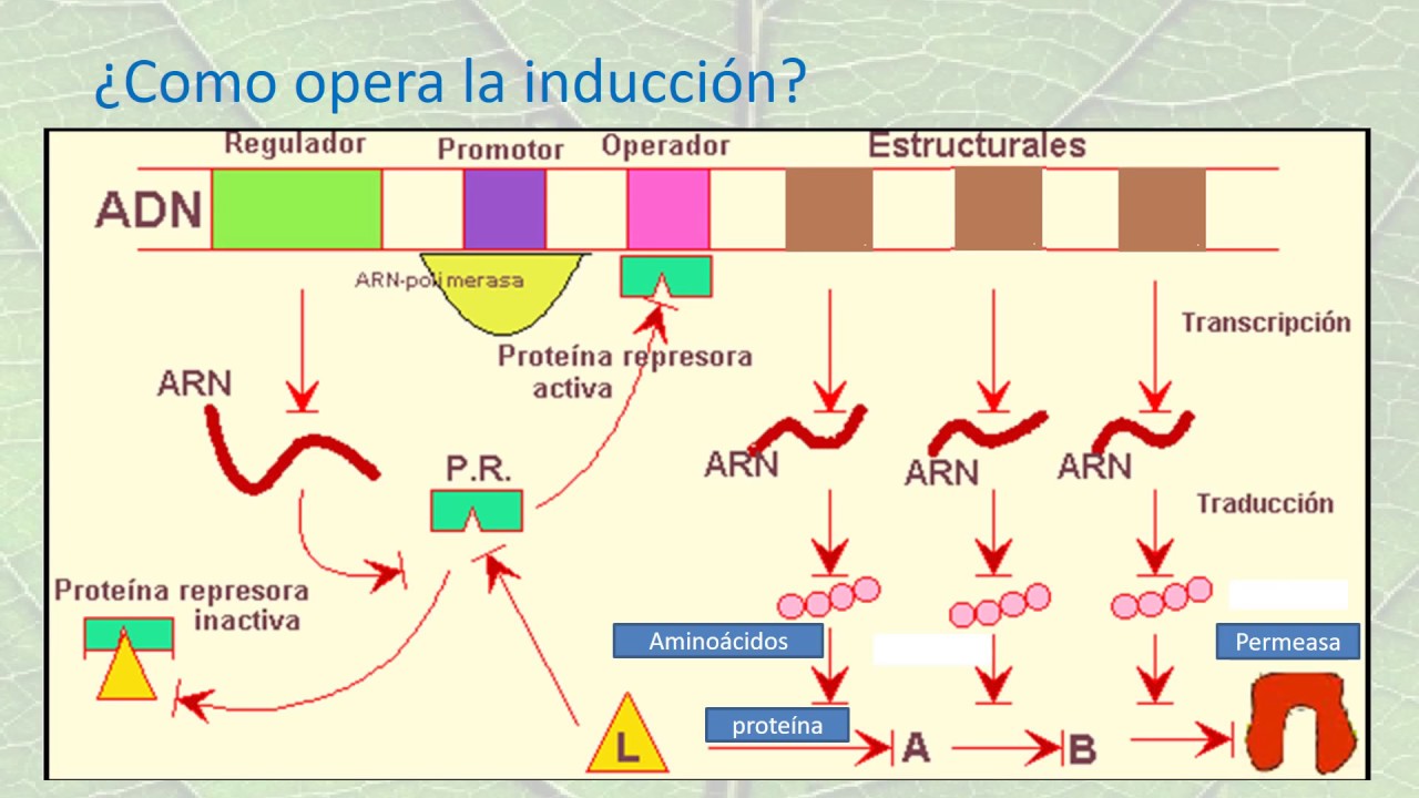 ABSORCIÓN Y METABOLISMO DEL NITRÓGENO EN PLANTAS.