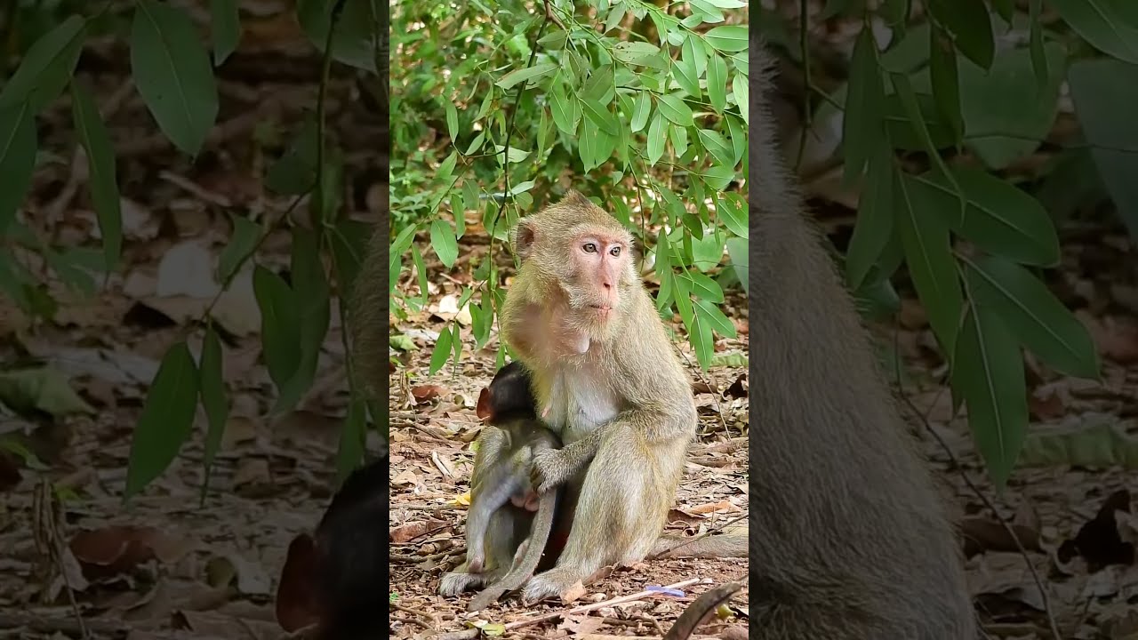 Mom Marri So Strict With Poor Baby Monkey Misty