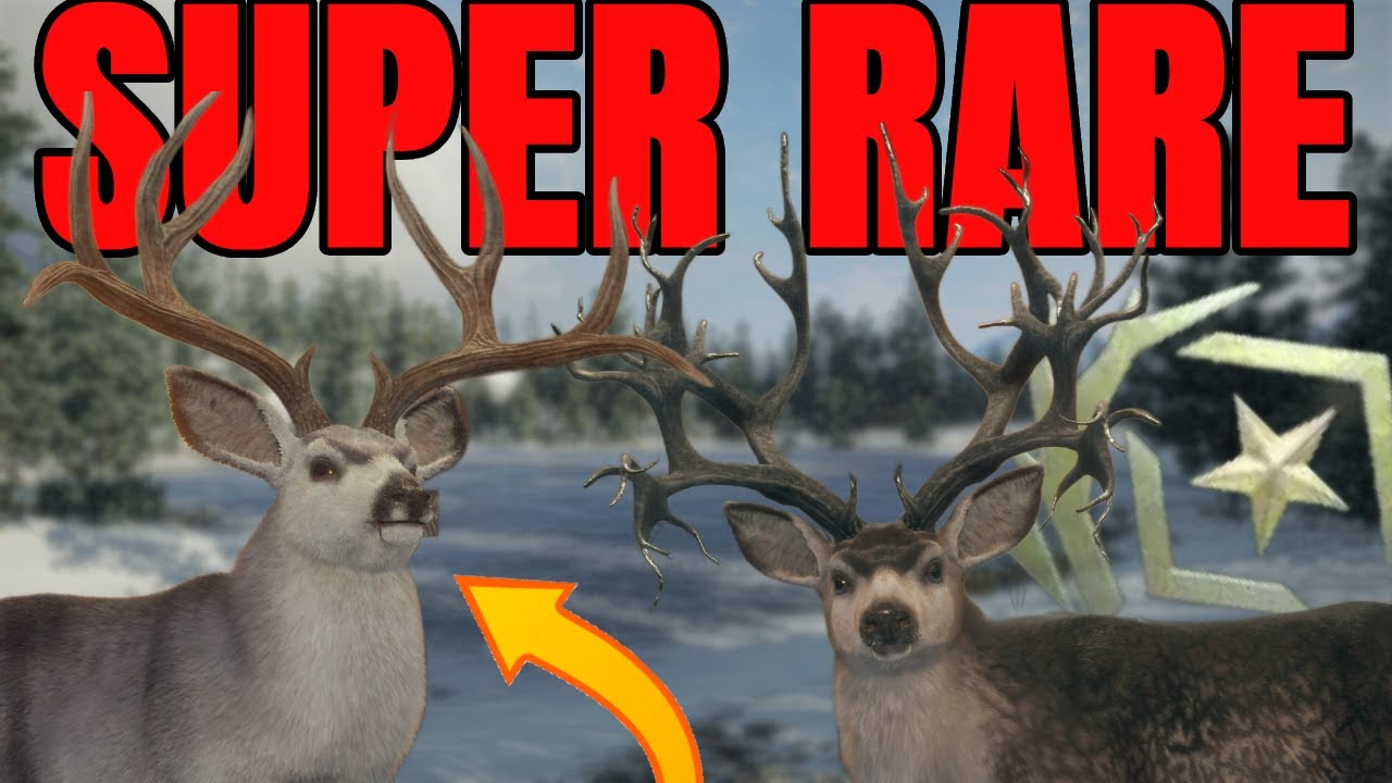 UNEXPECTED SURPRISE During the Mule Deer Grind