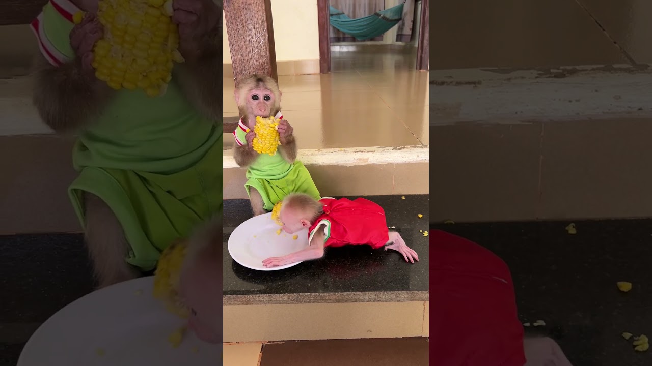 Sweet Bro PavPav Give Kiss To Baby ChiChi When Get snack