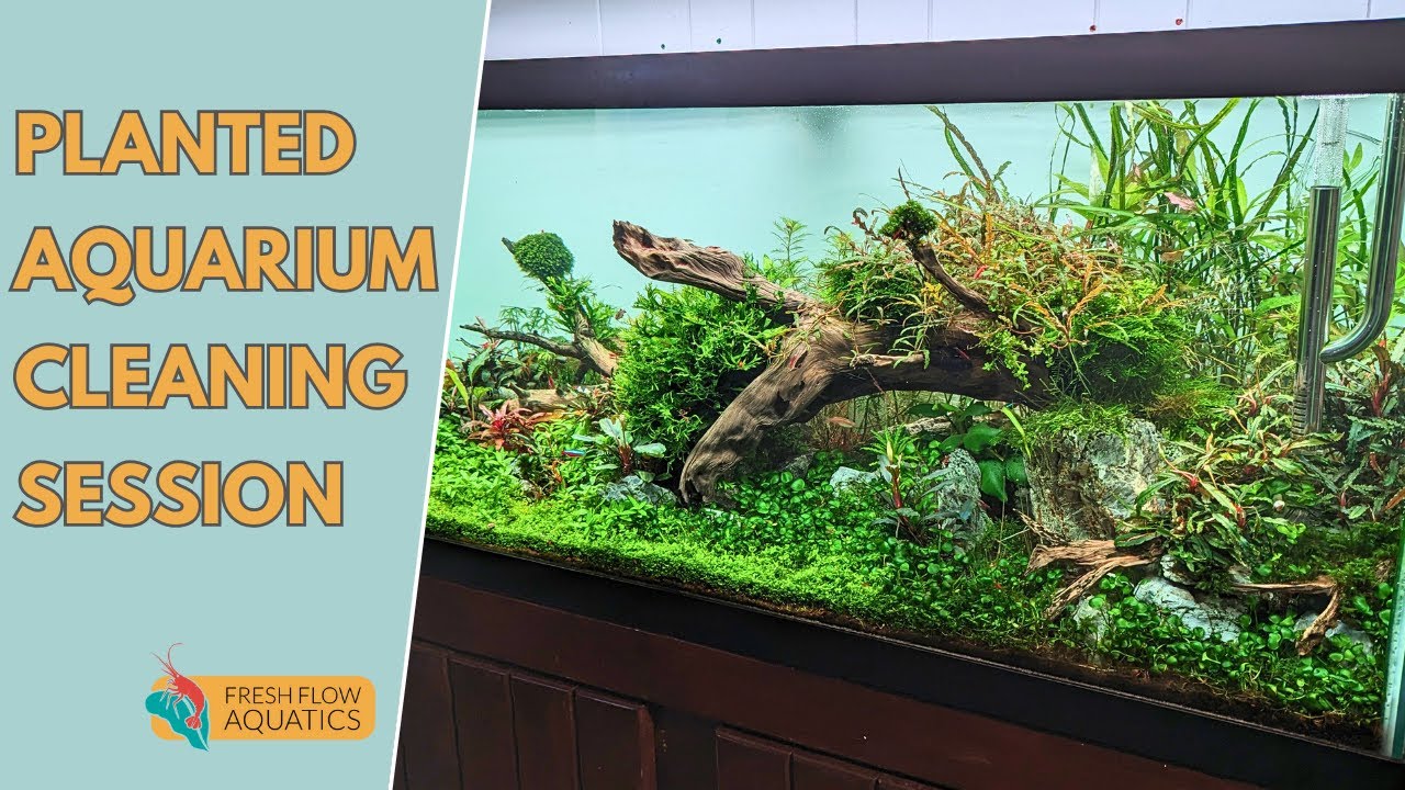 Как делать подмены воды в растительном аквариуме
