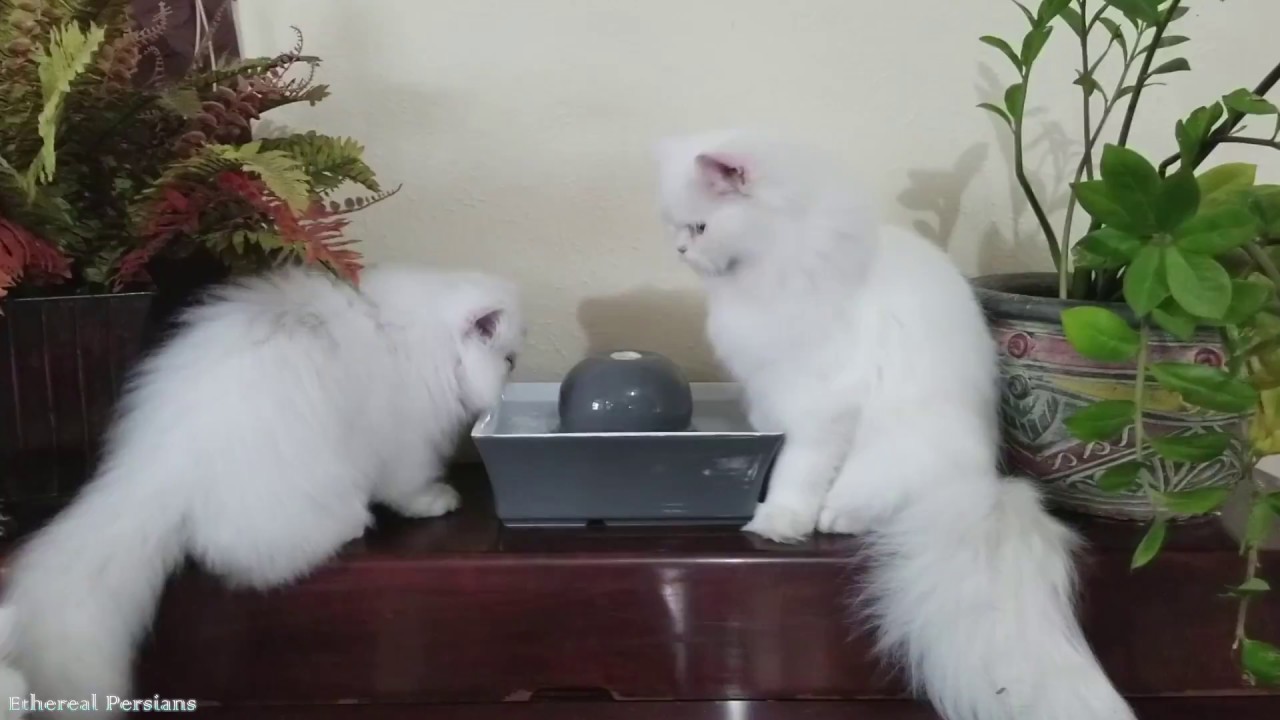 Our experience with a cat water fountain: The PetSafe Drinkwell Seascape Fountain.