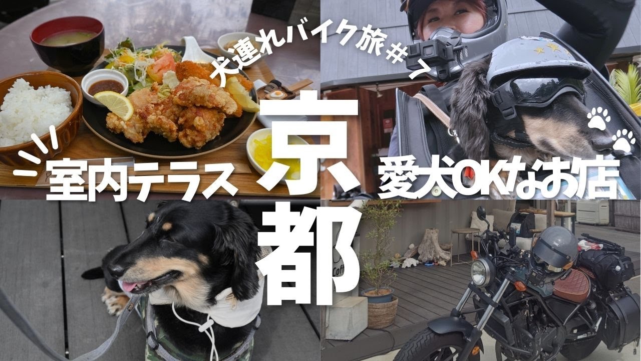 【犬連れバイク旅＃7】紅葉観光地の犬OKな京都ランチはインナーテラス付きの”錦TERRACE zap”｜#バイク旅 #バイク犬 #ツーリング #犬とバイク  #京都ランチ #犬とお出かけ  #滋賀犬