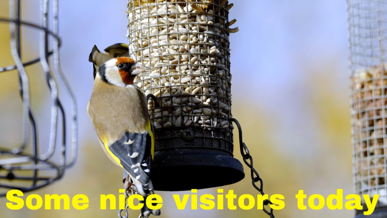 A few birds that visited my feeders this weekend - Surprise visitor!