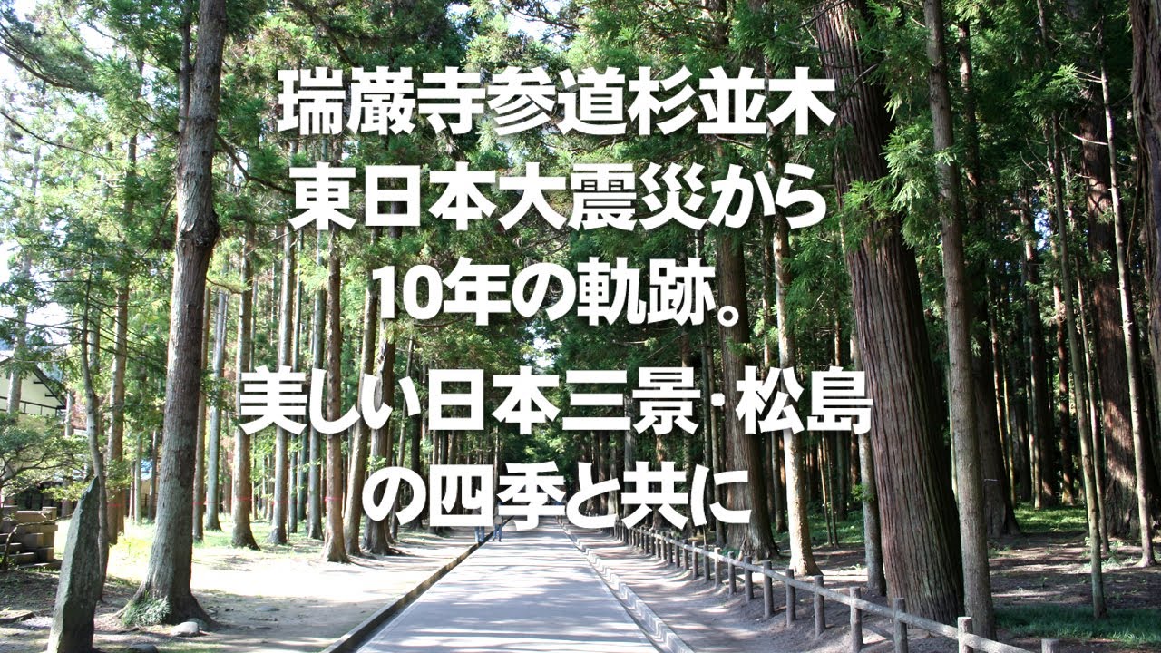 瑞巌寺参道杉並木、東日本大震災から10年の軌跡。美しい日本三景・松島の四季と共に