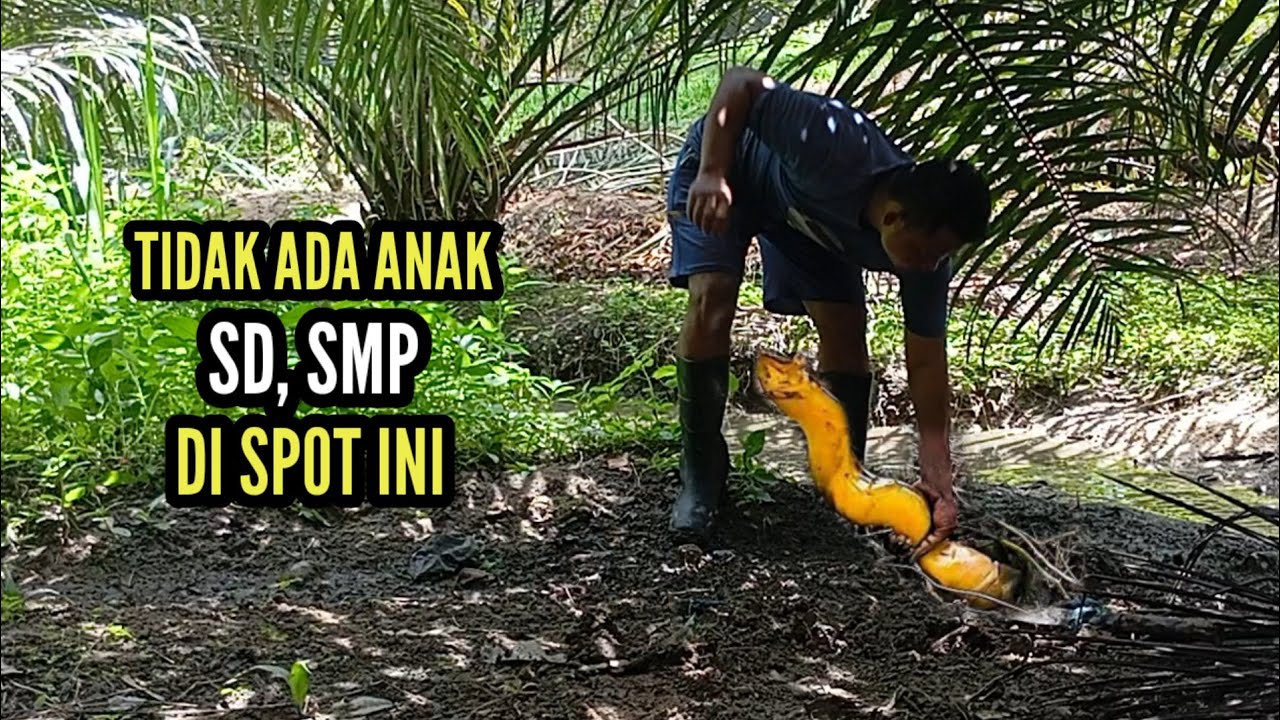 SEMUA BELUT BESAR-BESAR SAMPAI BERANAK PINAK