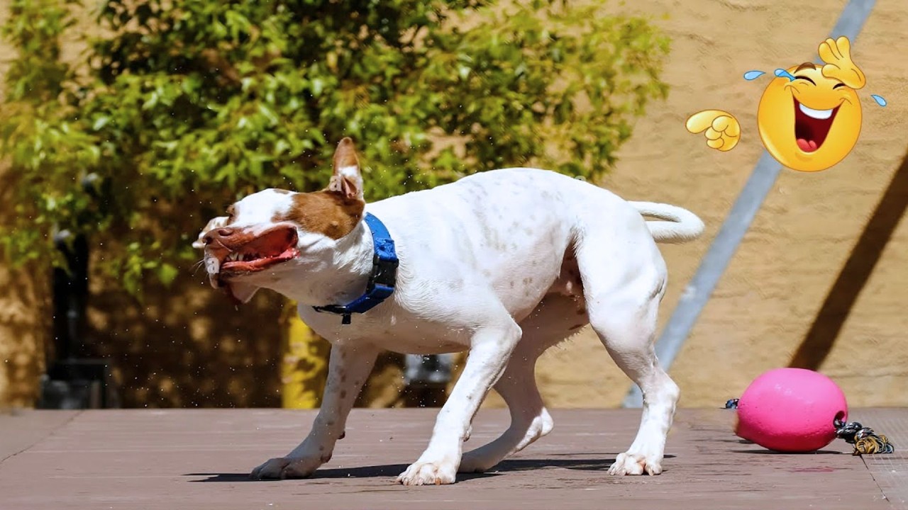 New FUNNY DOGS That Will Make You Laugh To Tears 😂🐕 Best Funny Dog Compilation 2026