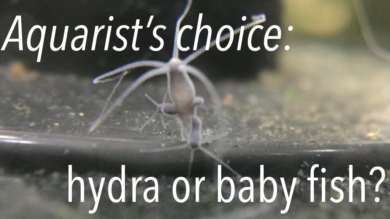 Getting rid of hydra: the most intriguing aquarium pest