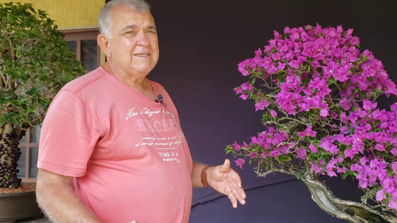 Floração Bougainville