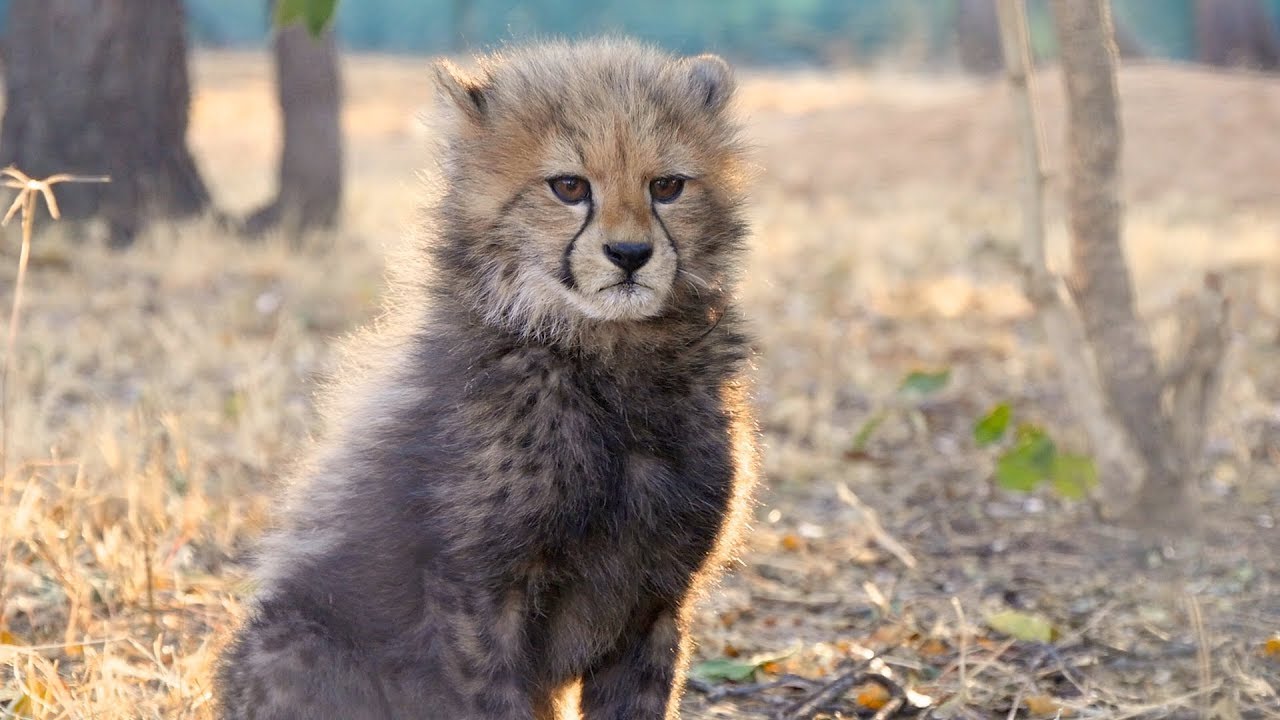 Cute Baby Cheetahs Take First Steps With Their Mom
