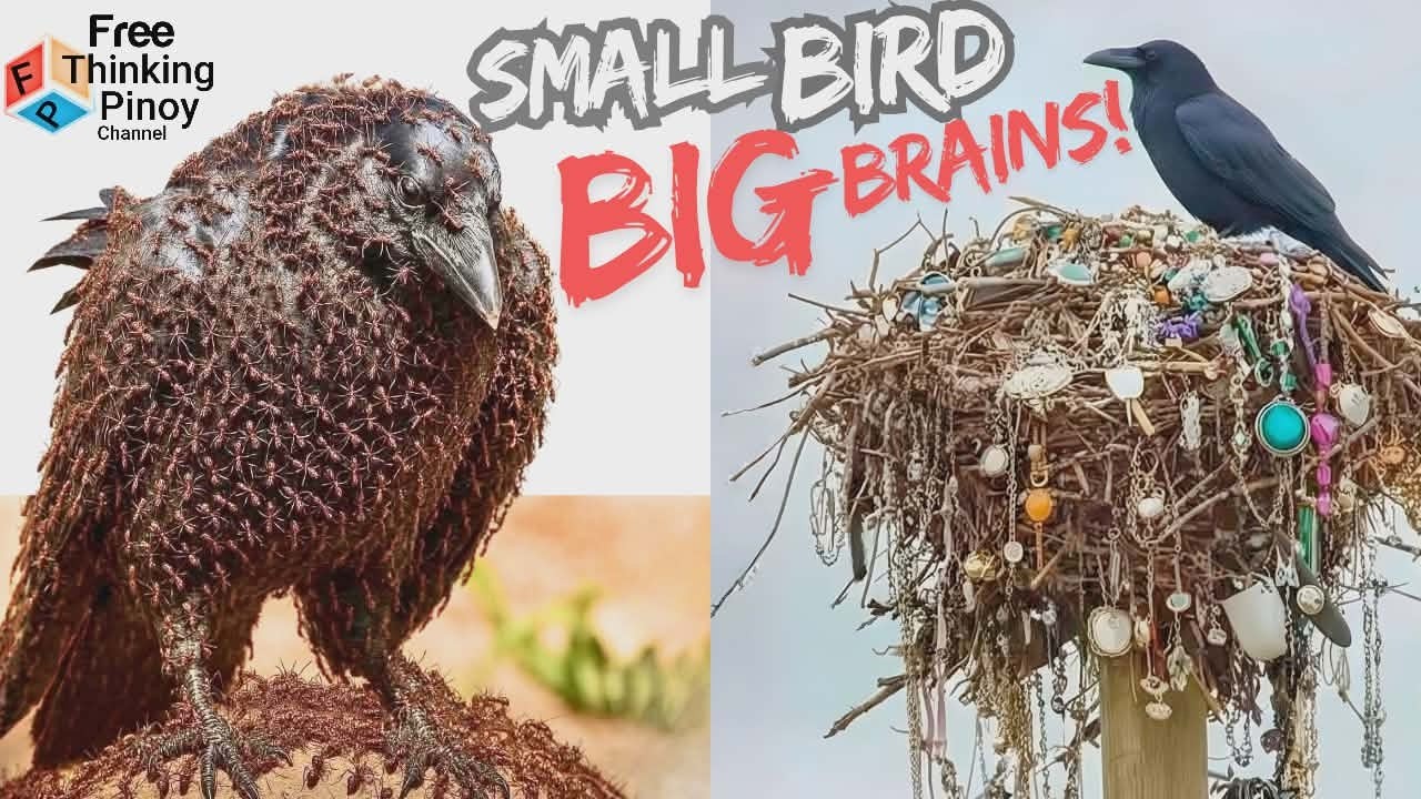 NEW🌟PART 3 HENYONG HAYOP: Gaano katalino ang Uwak | Smart Crow Raven