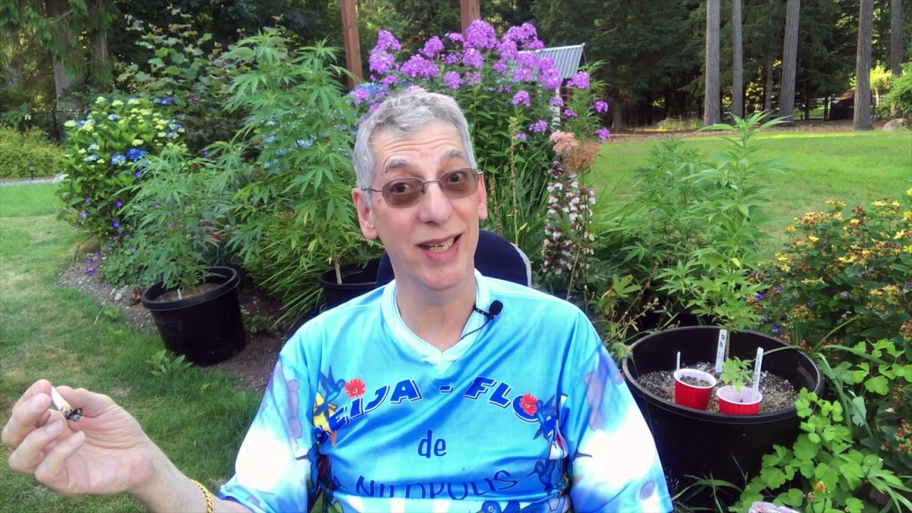 Royal Grape Cannabis Strain Review