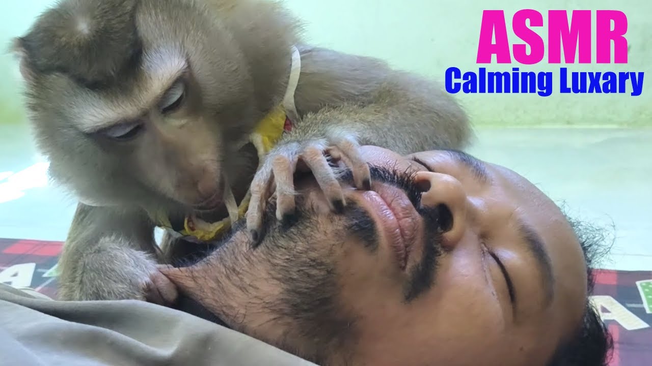 ASMR For Stress Relief | Monkey Grooming Was Too Good On Beard