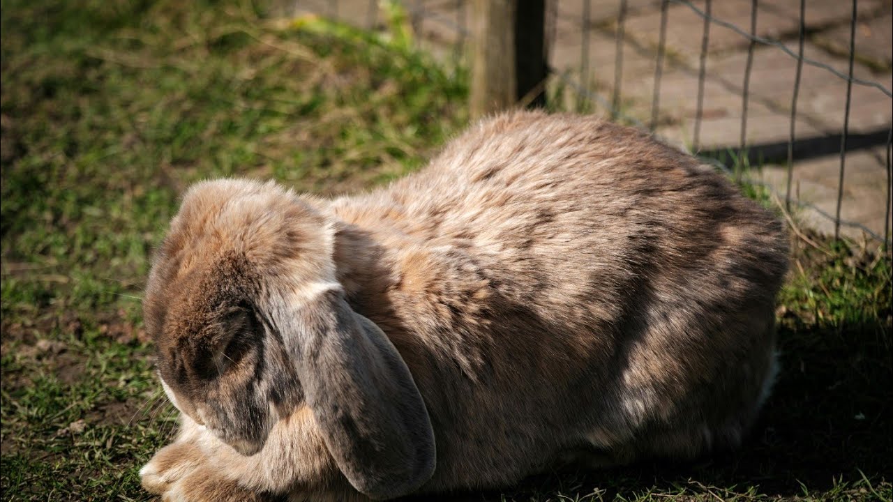 Little Bunny Adventures