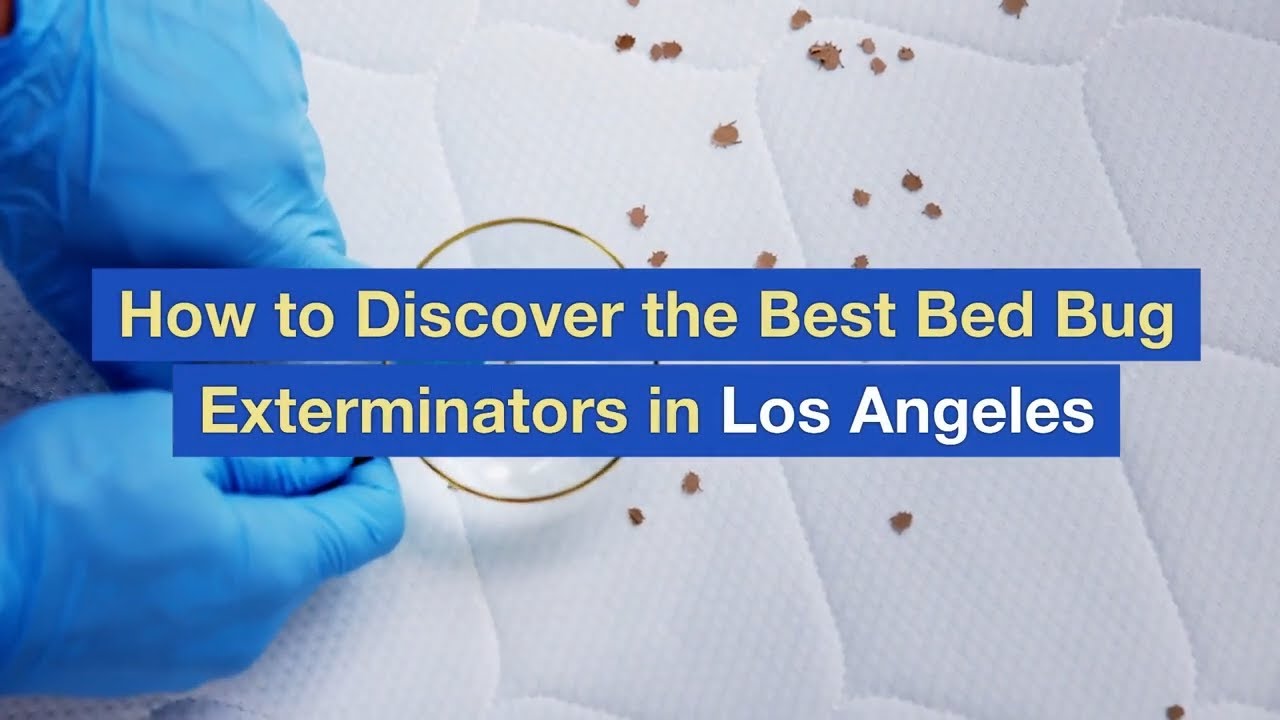 How to Discover the Best Bed Bug Exterminators in Los Angeles