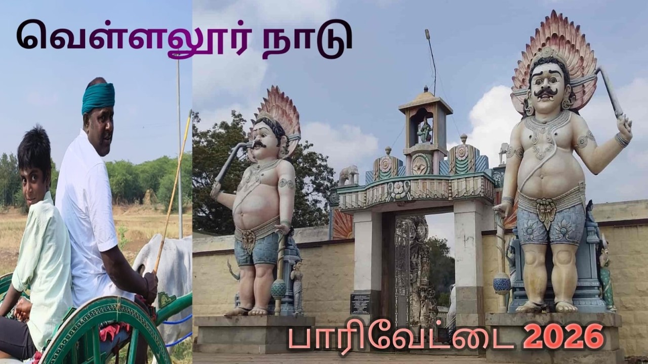 வெள்ளலூர் நாடு அருள்மிகு வல்லடிகாரர் கோவில் பாரி வேட்டை 17.02.2026 kodi_photography