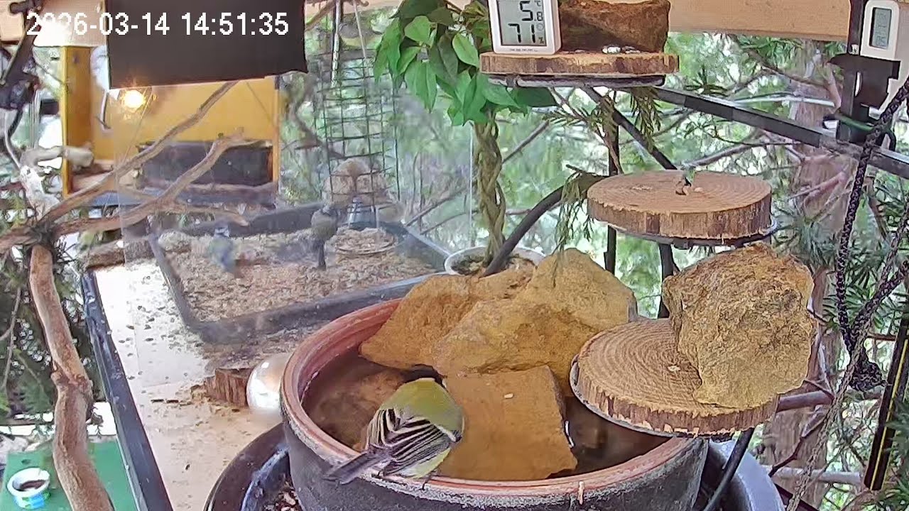 Früher Nachmittag am Vogel-Spa (14.03.2026)