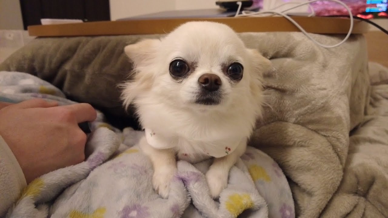 ここから出してと飼い主に助けてほしそうにこちらを見つめる箱入り娘チワワが可愛い