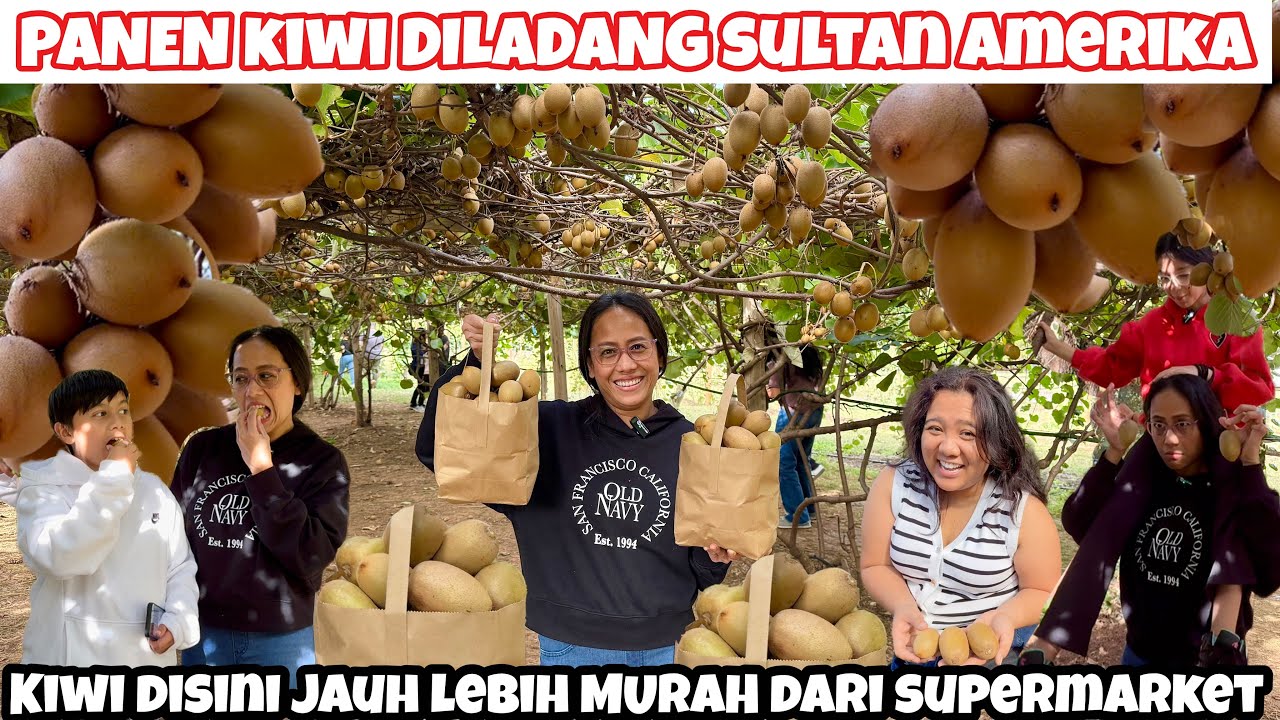 PANEN BUAH KIWI 🥝 DIPERKEBUNAN SULTAN AMERIKA🇺🇸 KIWI DISINI HARGANYA LEBIH MURAH DARI SUPERMARKET