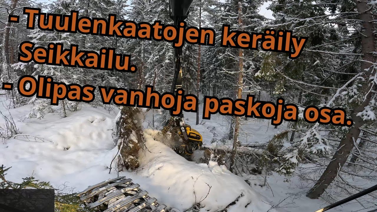 Vanhojen tuulenkaatojen keräily tällä kertaa. Osa oli jo liian vanhoha. Ponsse Scorpion K H7 AC FC