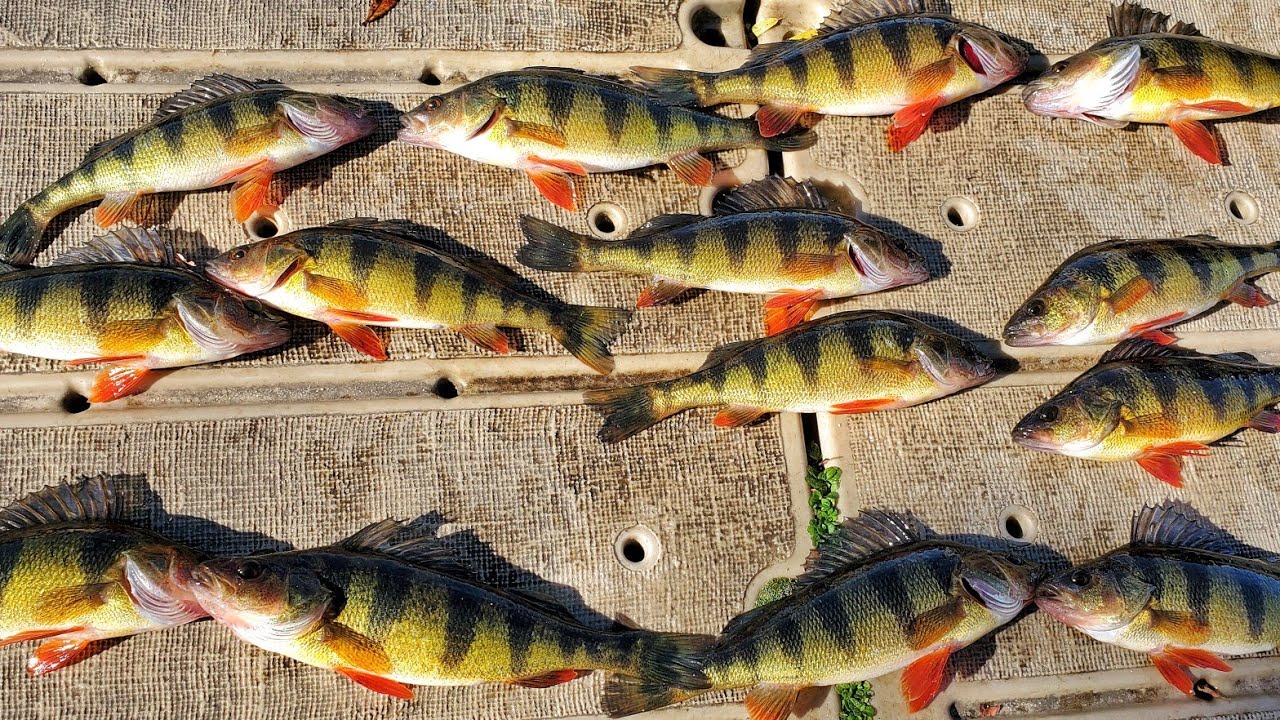 Fishing Yellow Perch with BFS Setup in New Jersey Lake