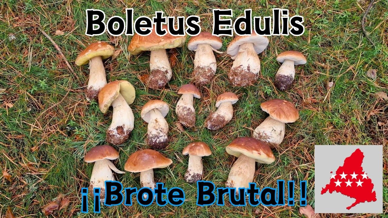 BOLETUS Edulis ¡¡ENORME BROTE!! en PINO Silvestre | Sierra de Guadarrama (MADRID) 21 Octubre 2023