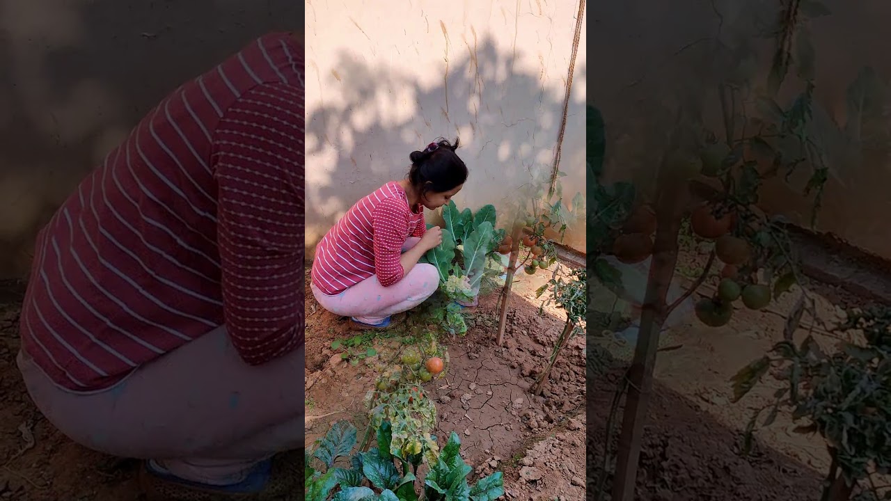 Fresh Veggies from my Kitchen Garden #Shorts #youtubeshorts #kitchengarden