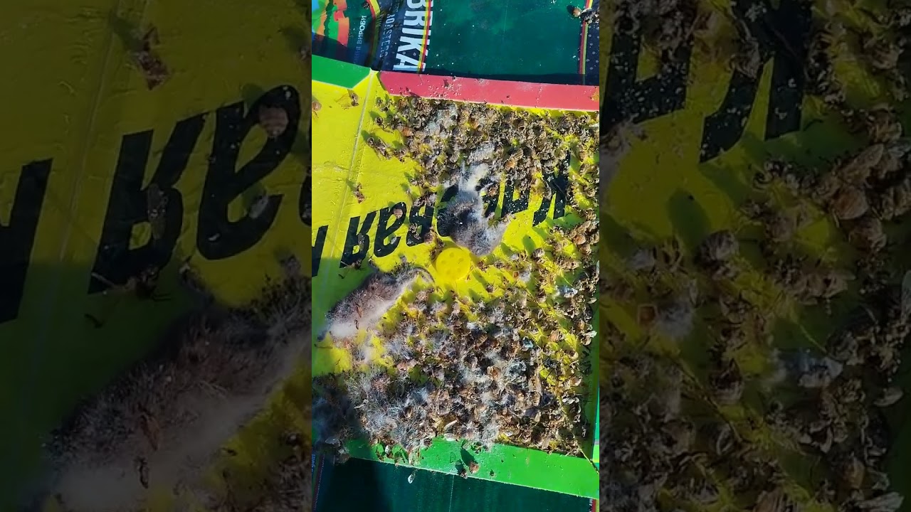 Миша бурозубка на пасіці. Боротьба з мишами на пасіці.