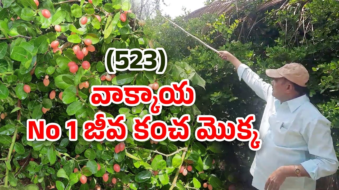 Best live fencing vakkaya (karonda) & nursery ||hari babu ||natural farming