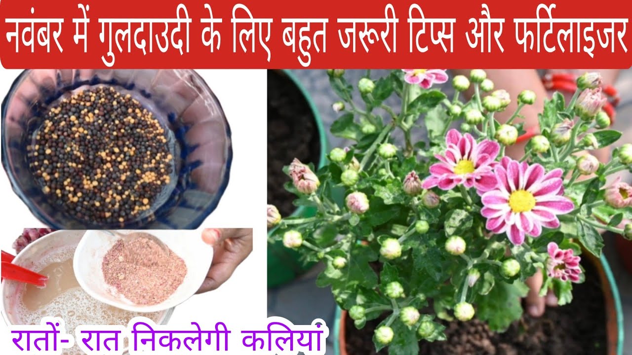गुलदाउदी में जल्दी कलियां और बंपर फूलों के लिए तुरंत डालें यह घरेलू ऑर्गेनिक खाद, organic fertilizer
